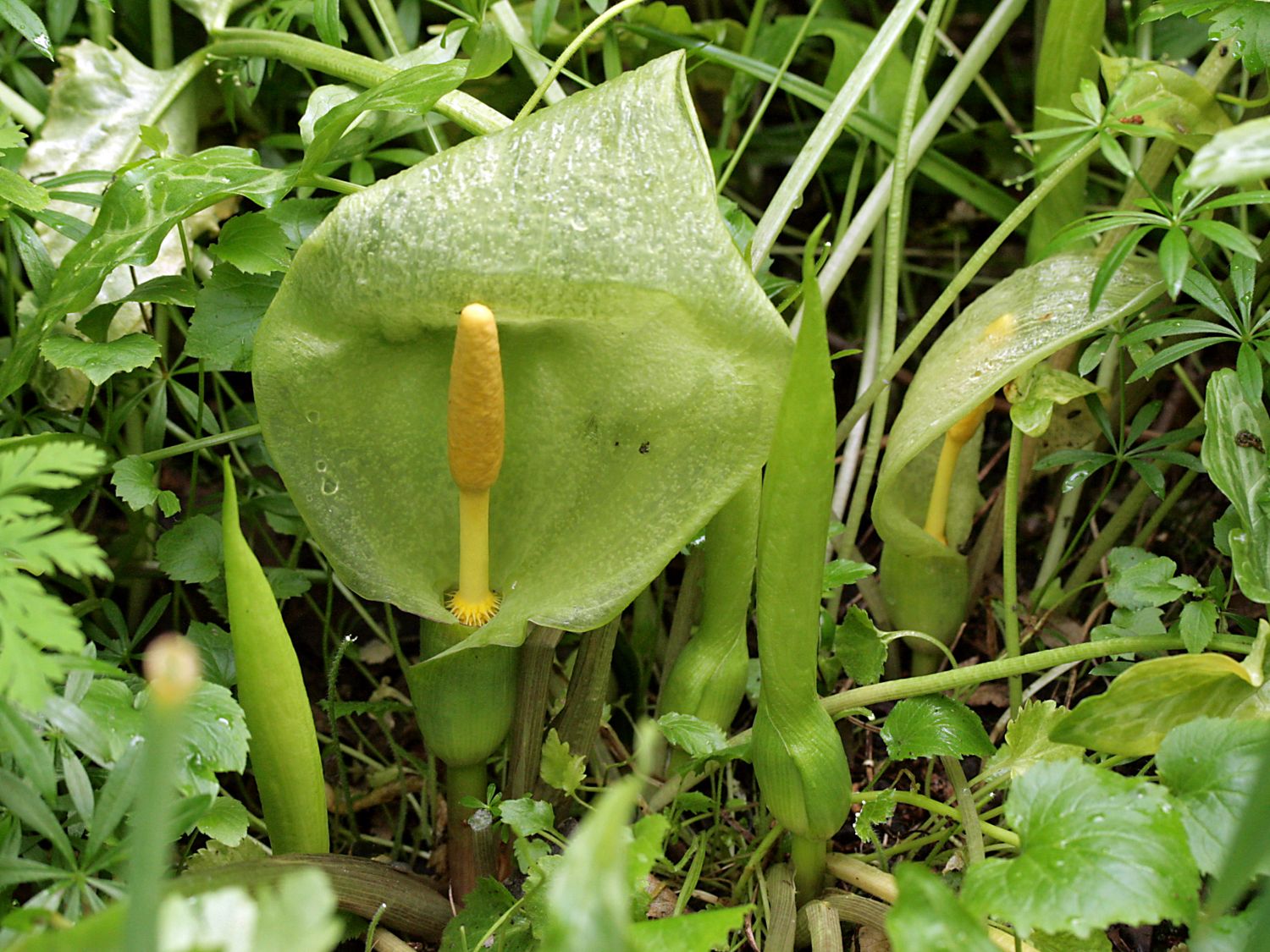 Aronstabgewächse (Araceae)