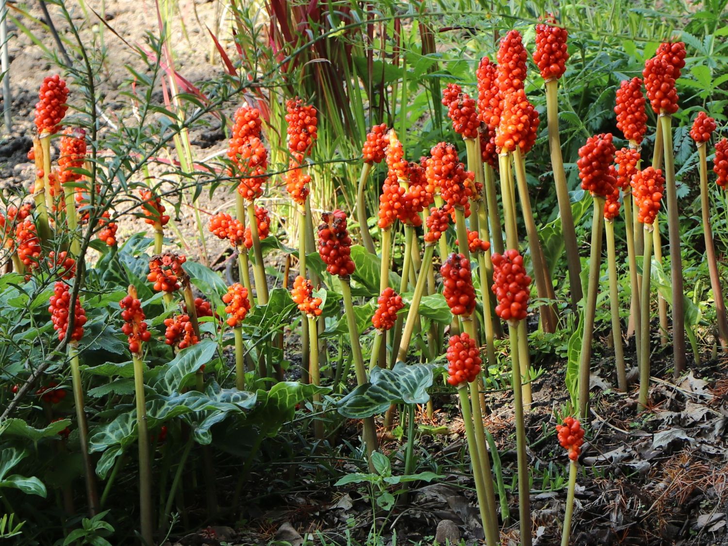 Geaderter Aronstab (Arum italicum) - perfekte Stauden & Ratgeber