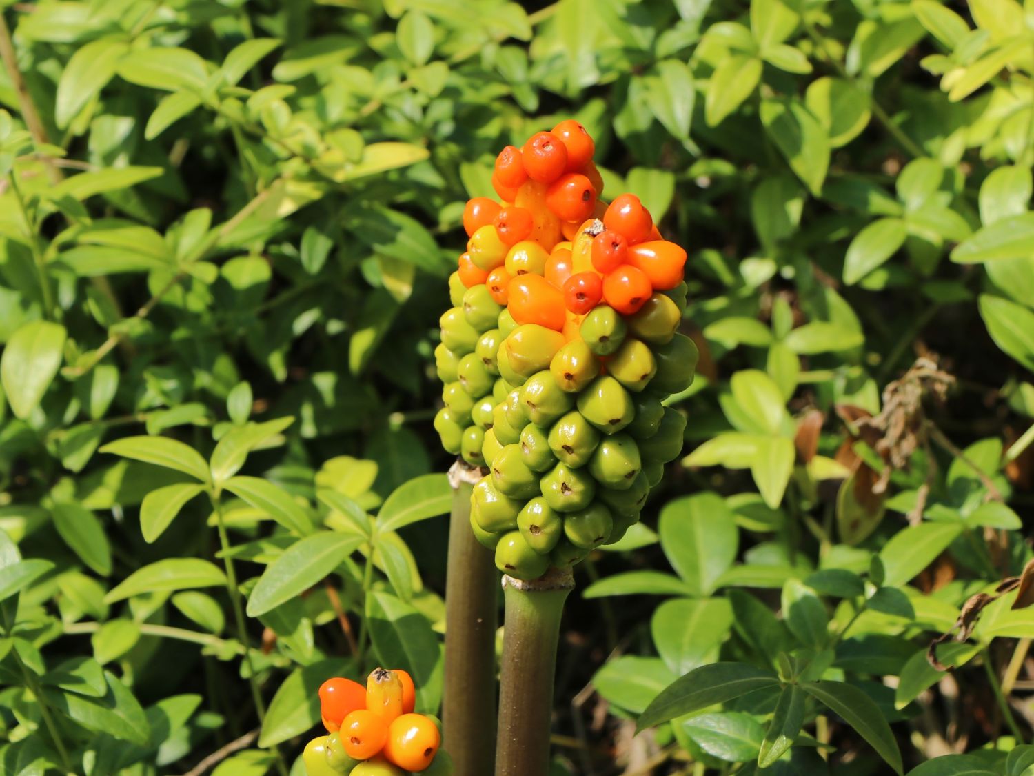 Geaderter Aronstab (Arum italicum) - perfekte Stauden & Ratgeber