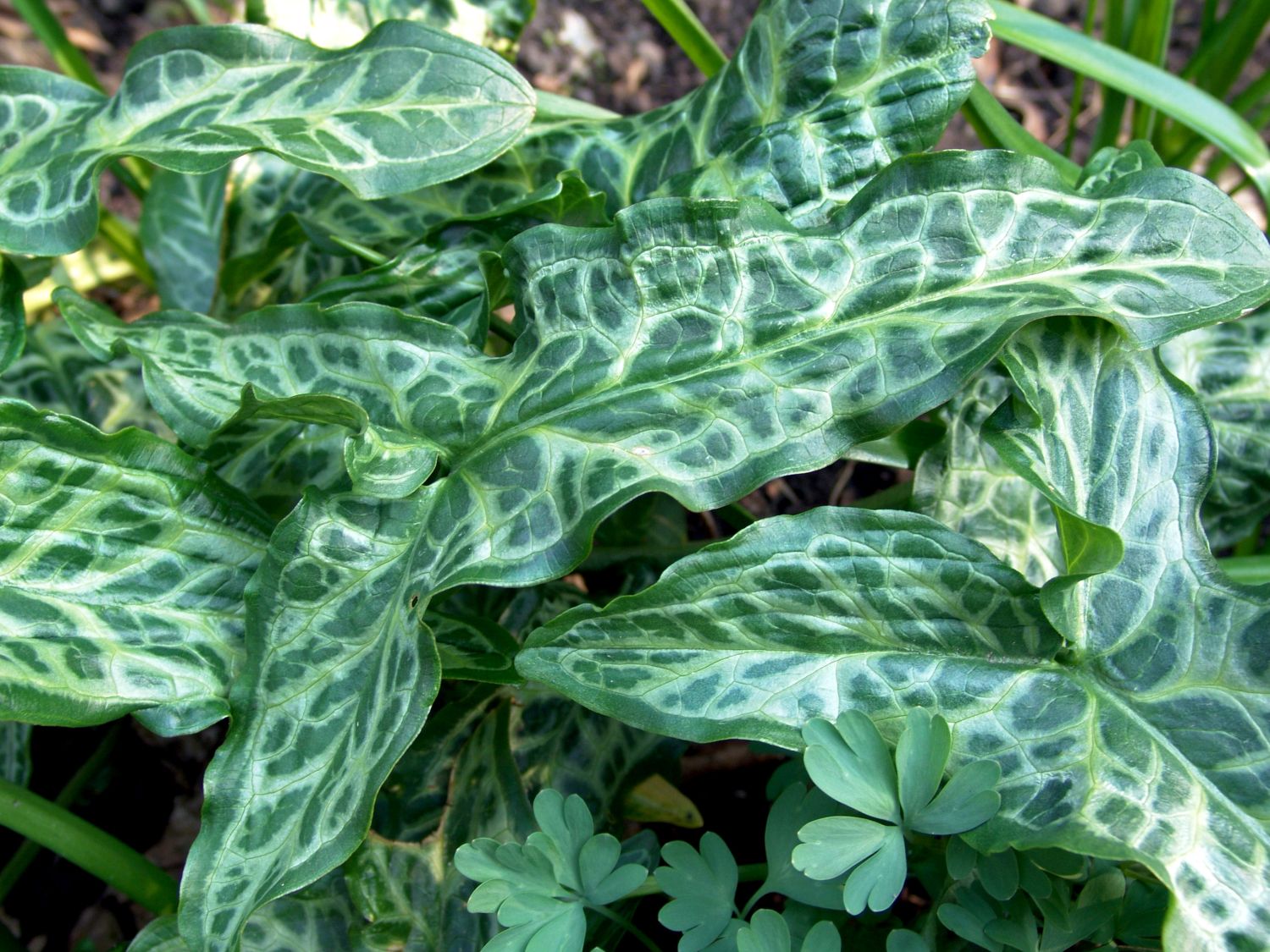 Geaderter Aronstab 'Pictum' - Arum italicum 'Pictum'