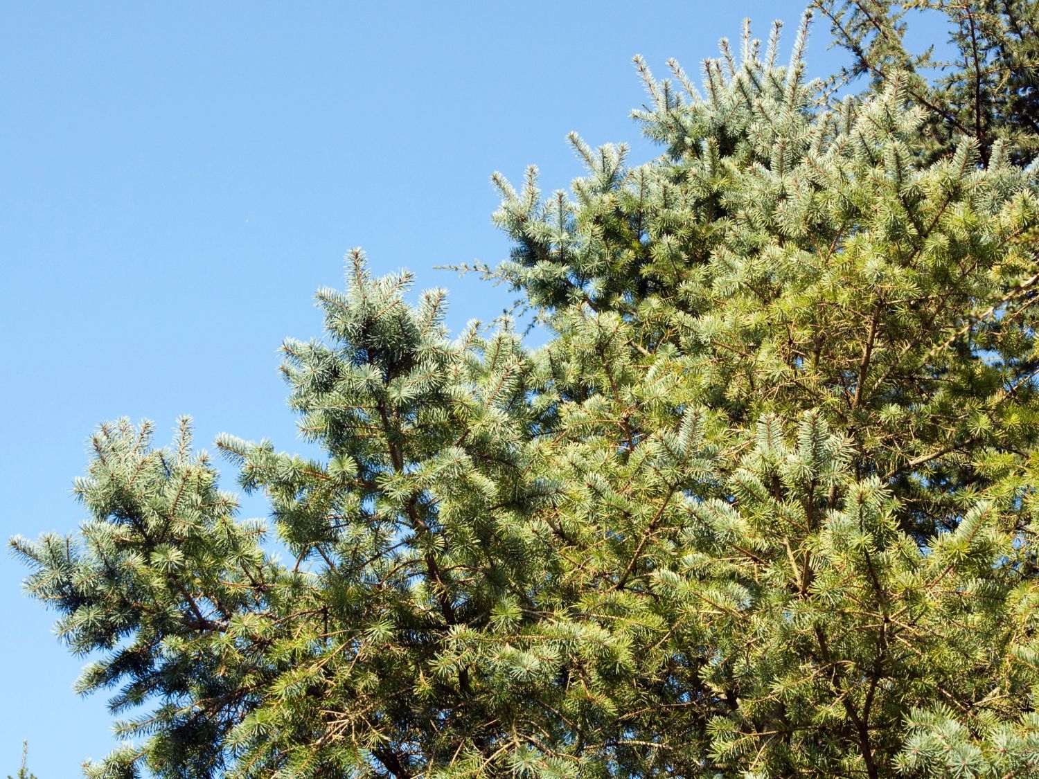 Douglasien (Pseudotsuga)