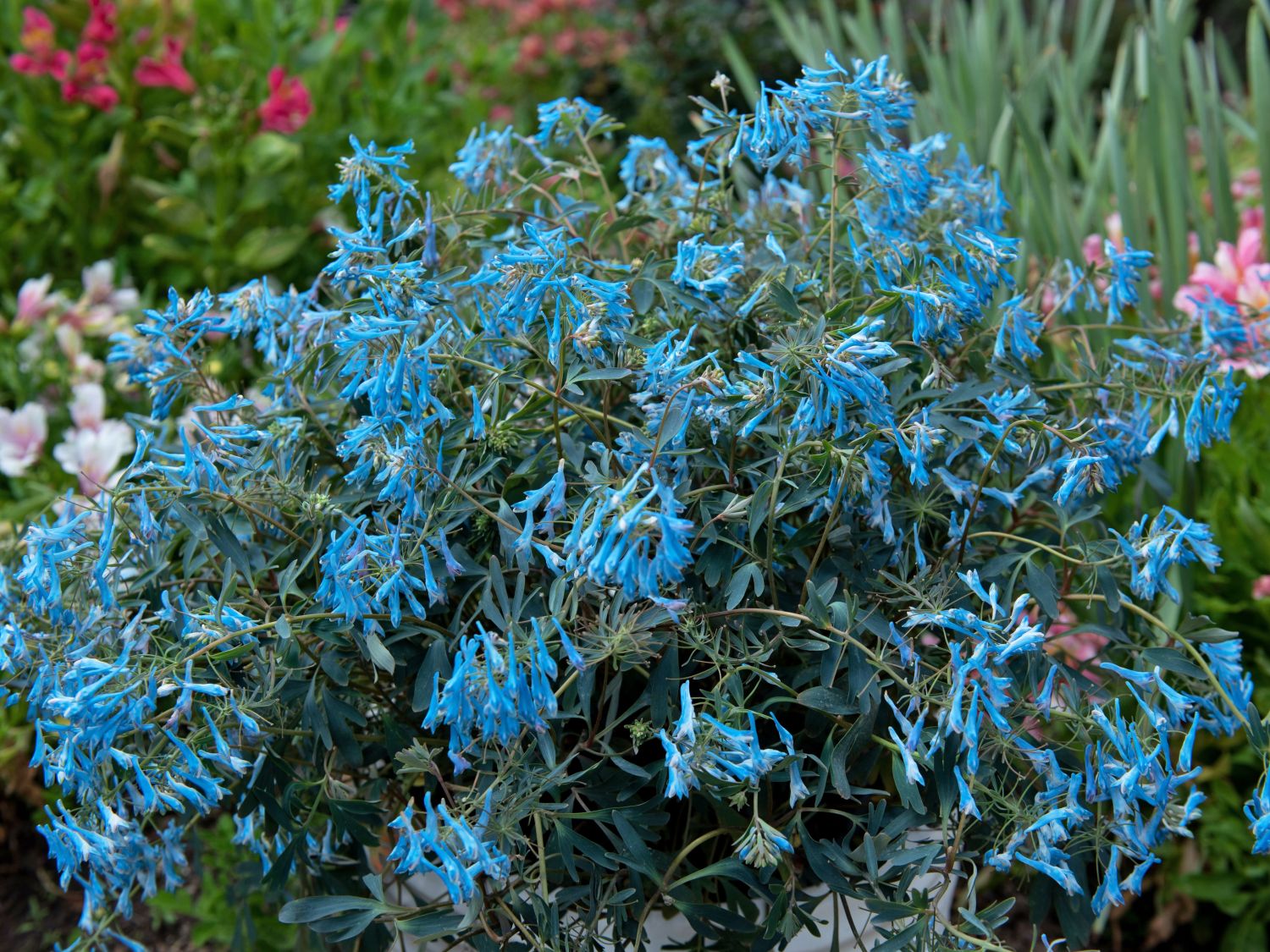 Gebogener Lerchensporn 'Porcelain Blue' - Corydalis flexuosa 'Porcelain Blue'