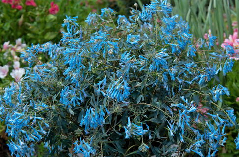Gebogener Lerchensporn 'Porcelain Blue' - Corydalis flexuosa 'Porcelain Blue'