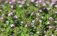 Gedrungener Thymian 'Compactus'