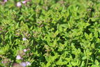 Gedrungener Thymian 'Compactus' - Thymus vulgaris 'Compactus'