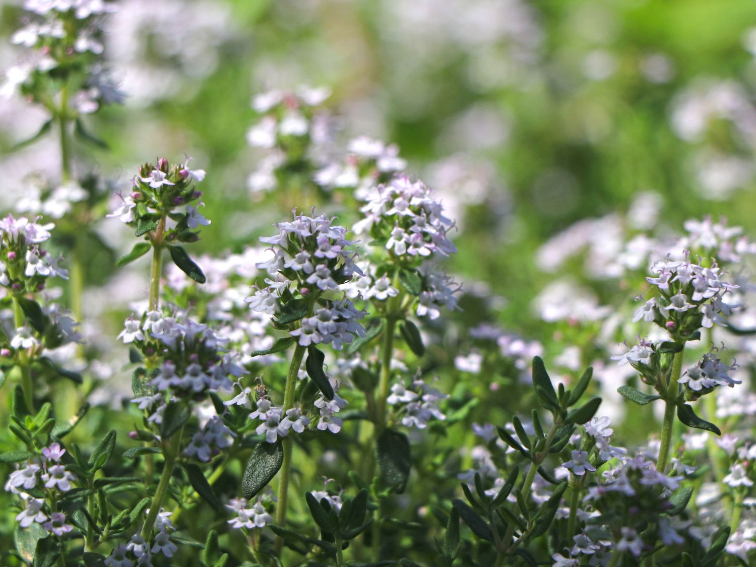 Gedrungener Thymian 'Compactus' - Thymus vulgaris 'Compactus'