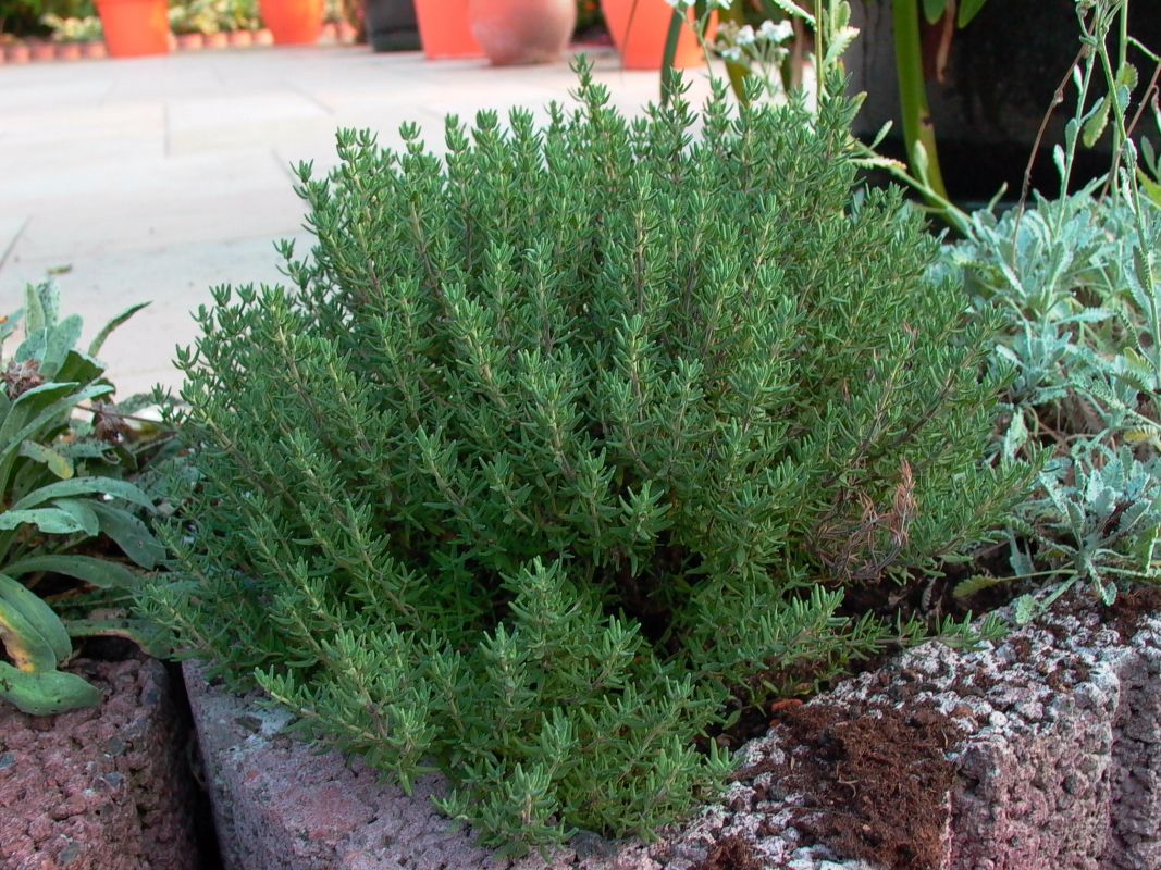 Gedrungener Thymian 'Compactus' - Thymus vulgaris 'Compactus'