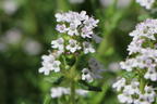 Gedrungener Thymian 'Compactus' - Thymus vulgaris 'Compactus'