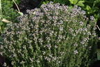 Gedrungener Thymian 'Compactus' - Thymus vulgaris 'Compactus'