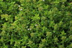 Gedrungener Thymian 'Compactus' - Thymus vulgaris 'Compactus'