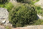 Gedrungener Thymian 'Compactus' - Thymus vulgaris 'Compactus'