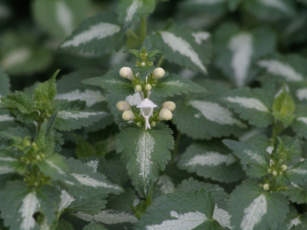 Gefleckte Taubnessel 'Album' - Lamium maculatum 'Album'