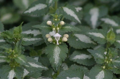 Gefleckte Taubnessel 'Album' - Lamium maculatum 'Album'