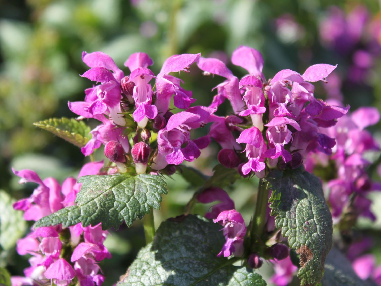 Gefleckte Taubnessel 'Argenteum'