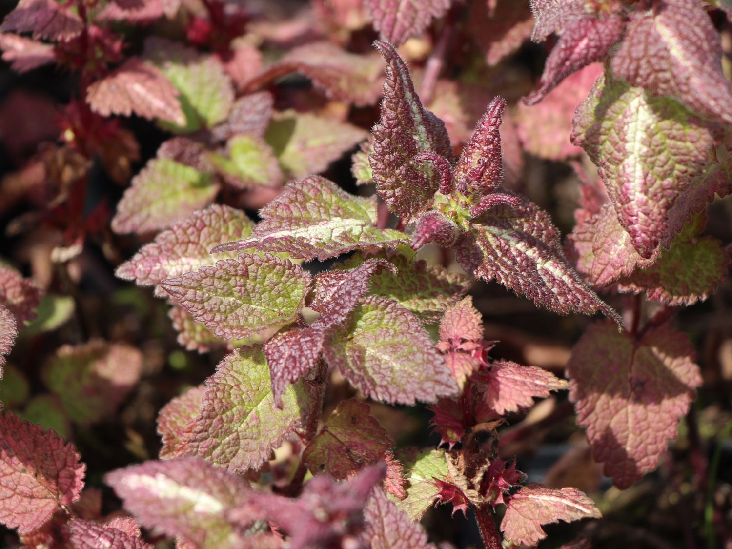 Gefleckte Taubnessel 'Chequers'