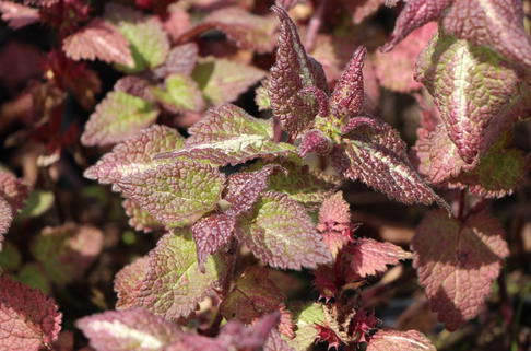 Gefleckte Taubnessel 'Chequers' - Lamium maculatum 'Chequers'