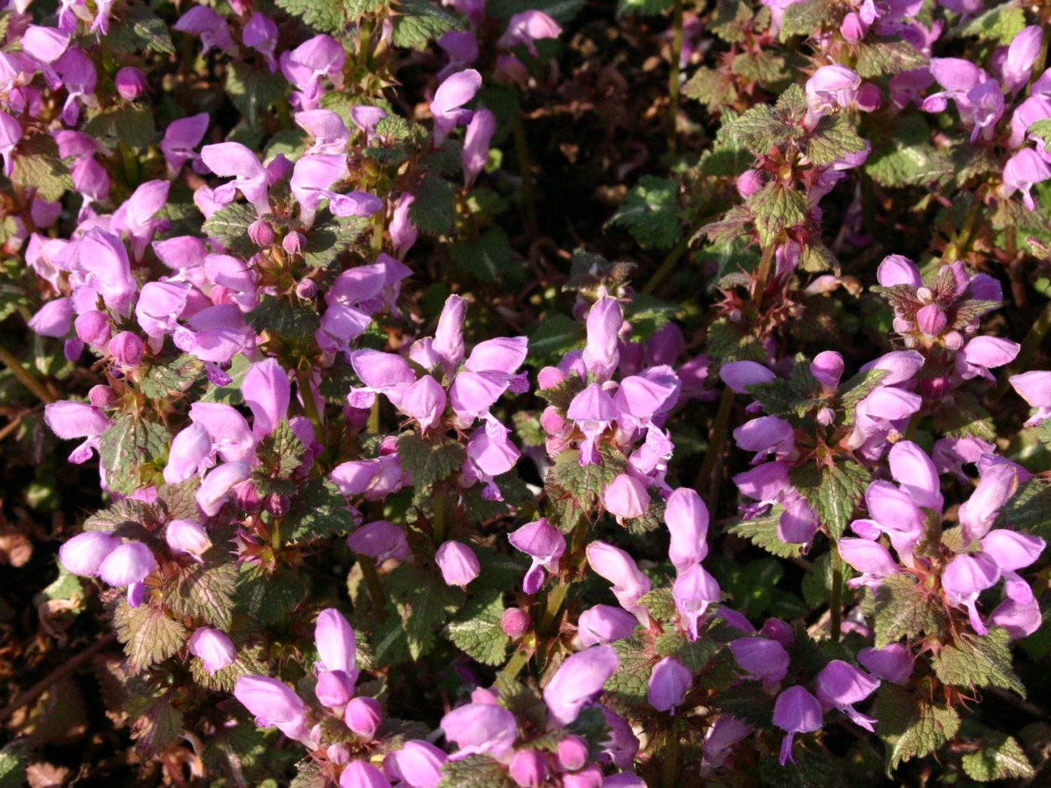 Gefleckte Taubnessel