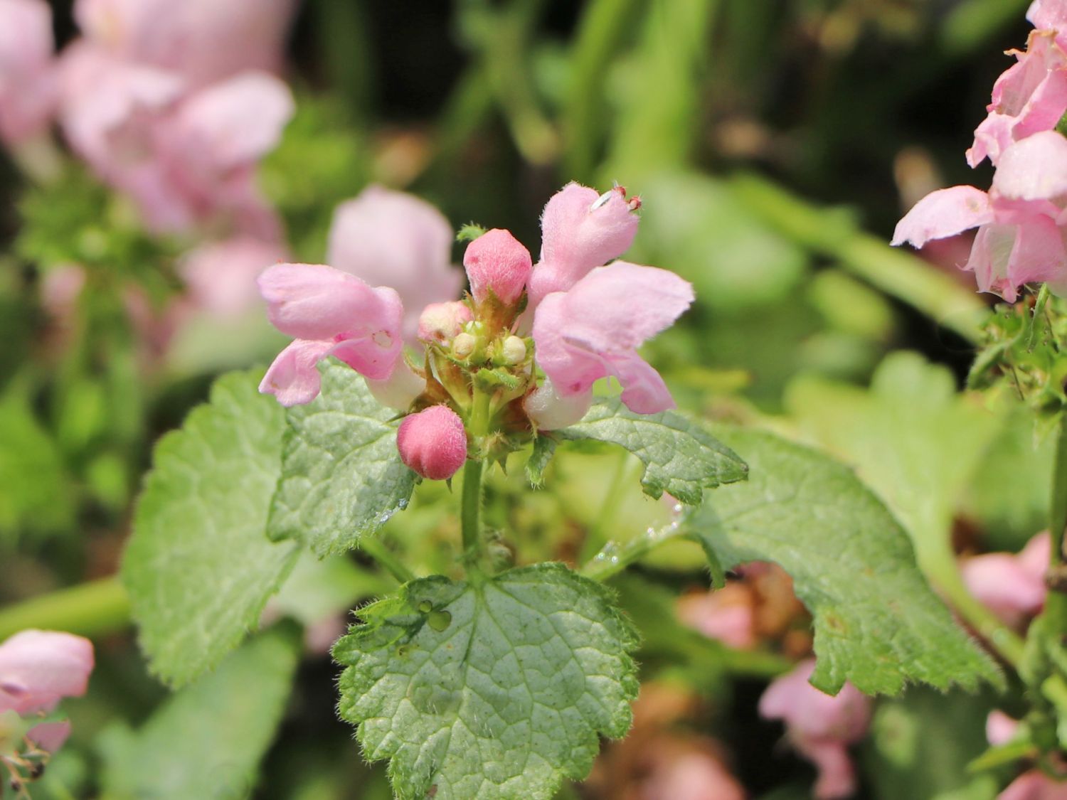 Gefleckte Taubnessel 'Pink Pewter'