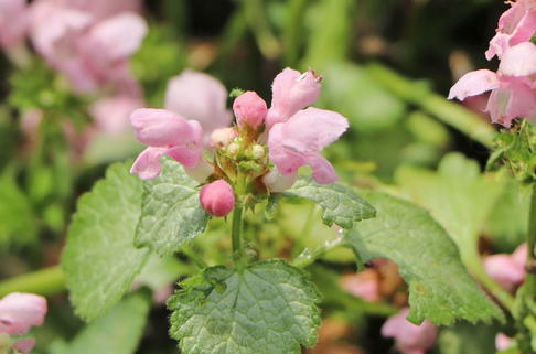 Gefleckte Taubnessel 'Pink Pewter' - Lamium maculatum 'Pink Pewter'
