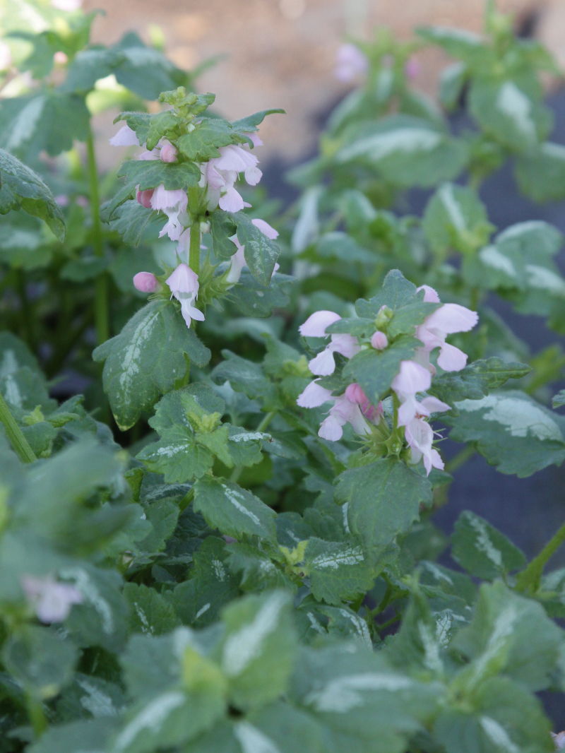 Gefleckte Taubnessel 'Roseum'