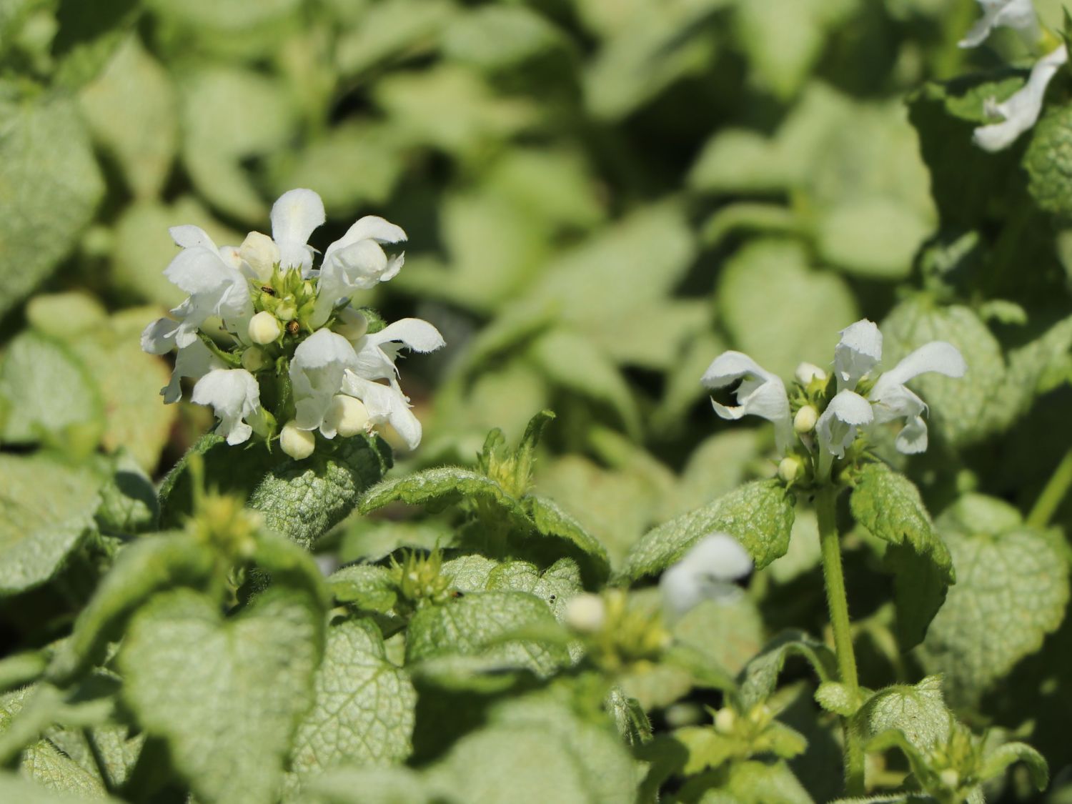 Gefleckte Taubnessel 'White Nancy' - Lamium maculatum 'White Nancy'