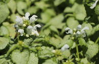 Gefleckte Taubnessel 'White Nancy'