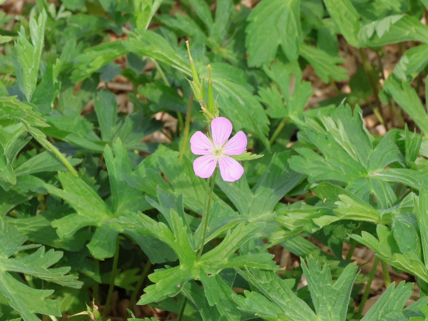 Gefleckter Storchschnabel 'Chatto'