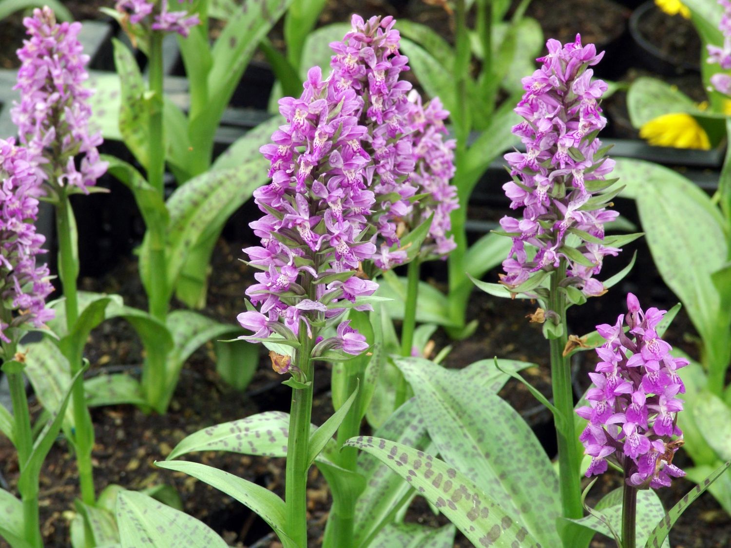 Knabenkräuter (Dactylorhiza)