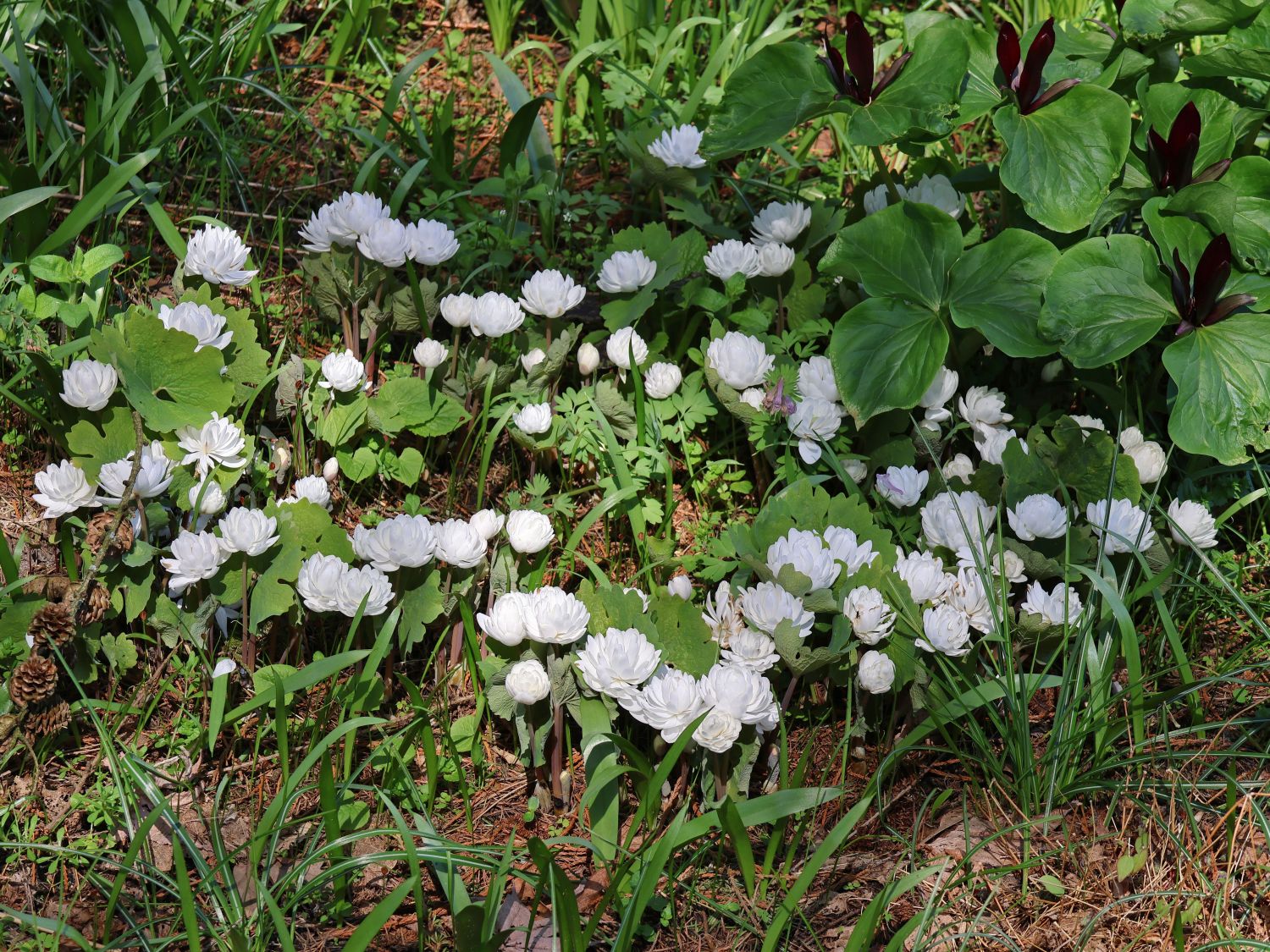 Sanguinaria (Sanguinaria)