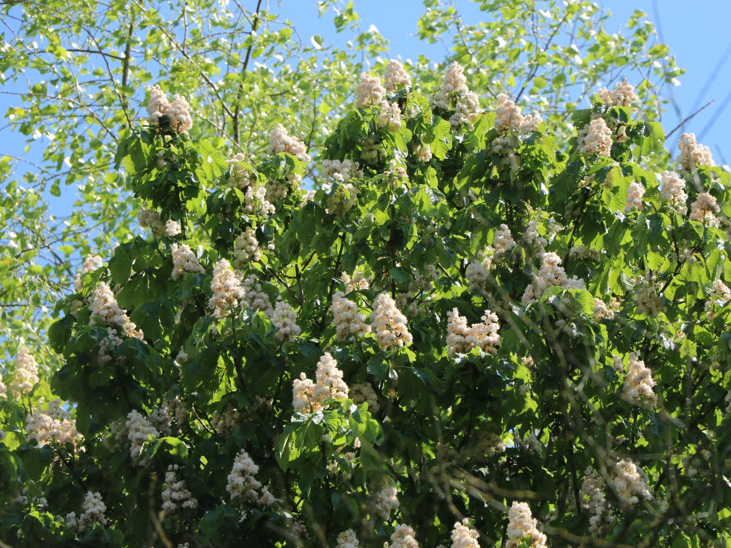 Gefülltblühende Rosskastanie 'Baumannii'