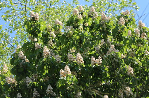 Gefülltblühende Rosskastanie 'Baumannii' - Aesculus hippocastanum 'Baumannii'