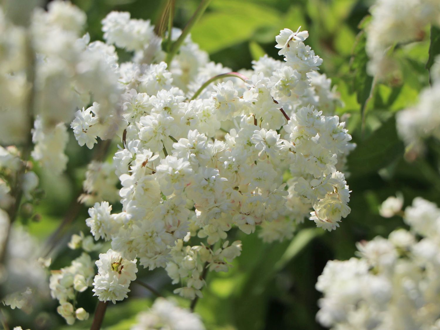 Gefülltblühende Rüsterstaude 'Plena'