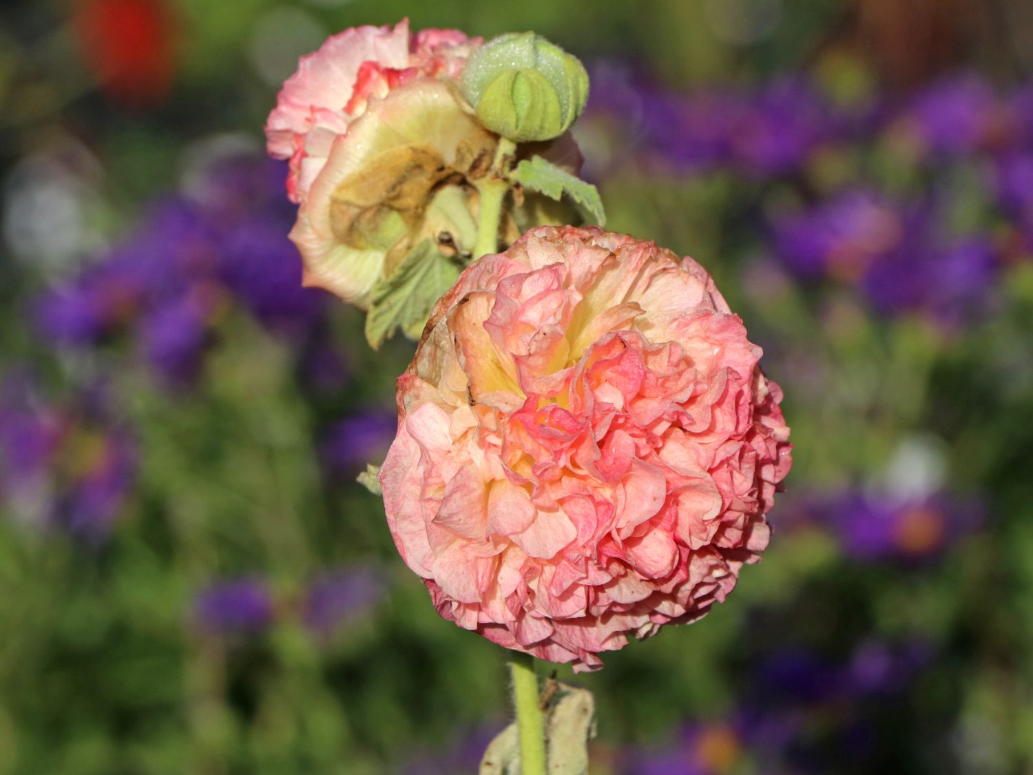 Gefülltblühende Stockrose 'Pleniflora Chaters Apricot' - Alcea rosea 'Pleniflora Chaters Apricot'