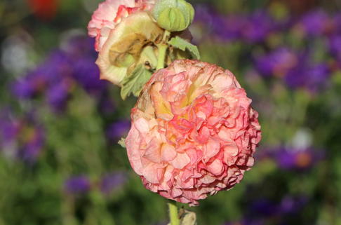 Gefülltblühende Stockrose 'Pleniflora Chaters Apricot' - Alcea rosea 'Pleniflora Chaters Apricot'