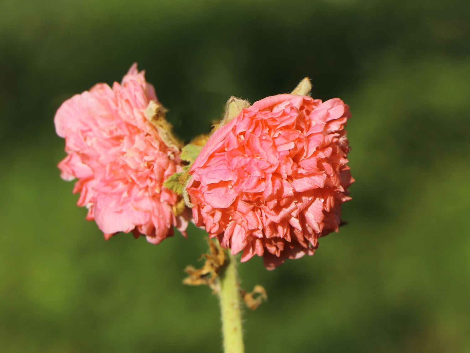Gefülltblühende Stockrose 'Pleniflora Salmon Pink'