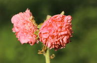 Gefülltblühende Stockrose 'Pleniflora Salmon Pink'
