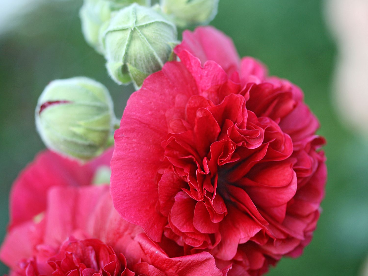 Gefülltblühende Stockrose 'Scarlett O'Hara' - Alcea rosea 'Scarlett O'Hara'