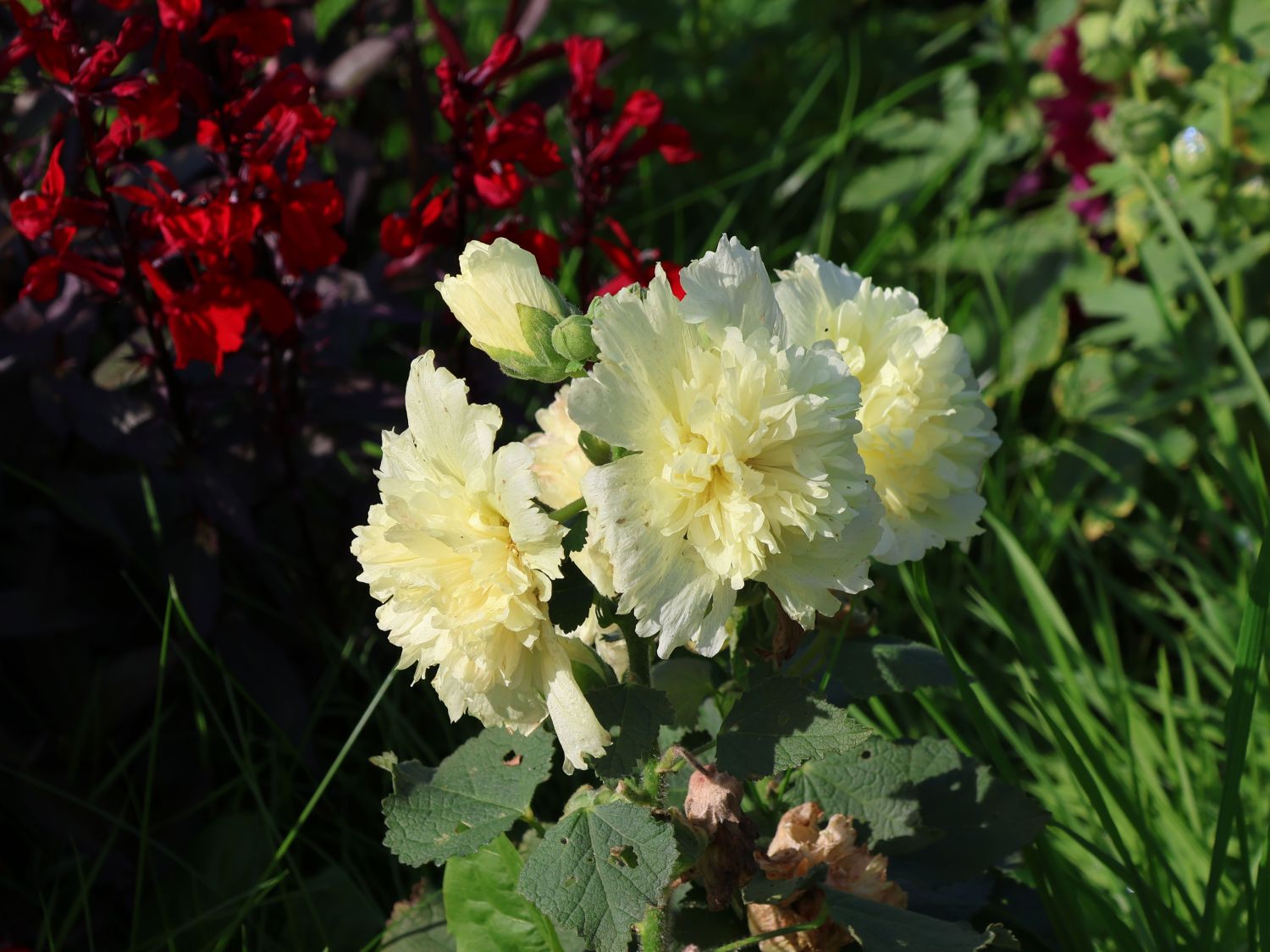 Gefülltblühende Stockrose 'Spring Celebrities Lemon'