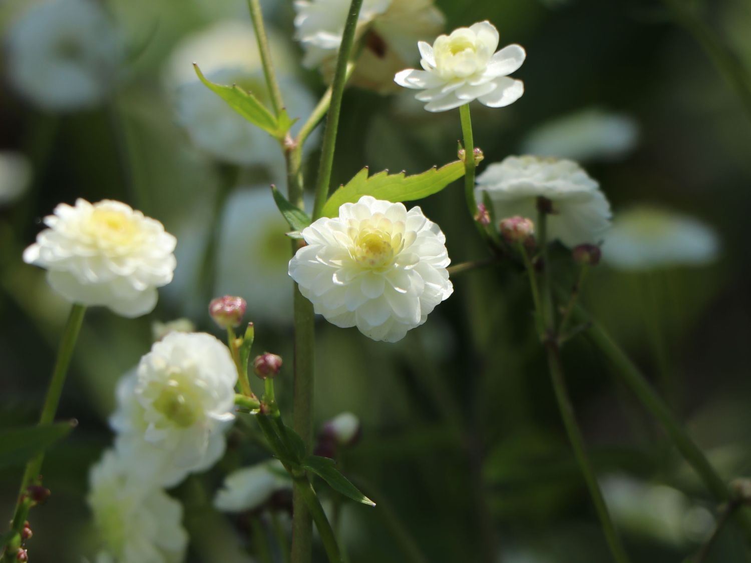 Gefülltblühender Hahnenfuß 'Pleniflorus' - Ranunculus aconitifolius 'Pleniflorus'