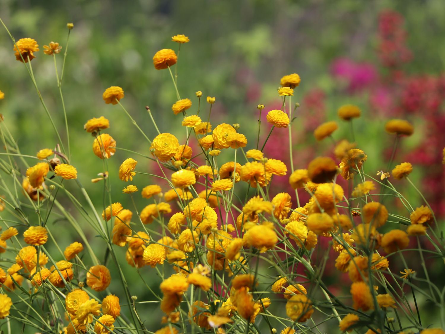 Hahnenfuß (Ranunculus)