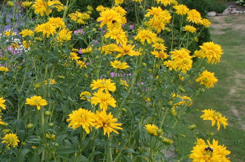 Gefülltblühender Sonnenhut 'Goldquelle' - Rudbeckia laciniata 'Goldquelle'