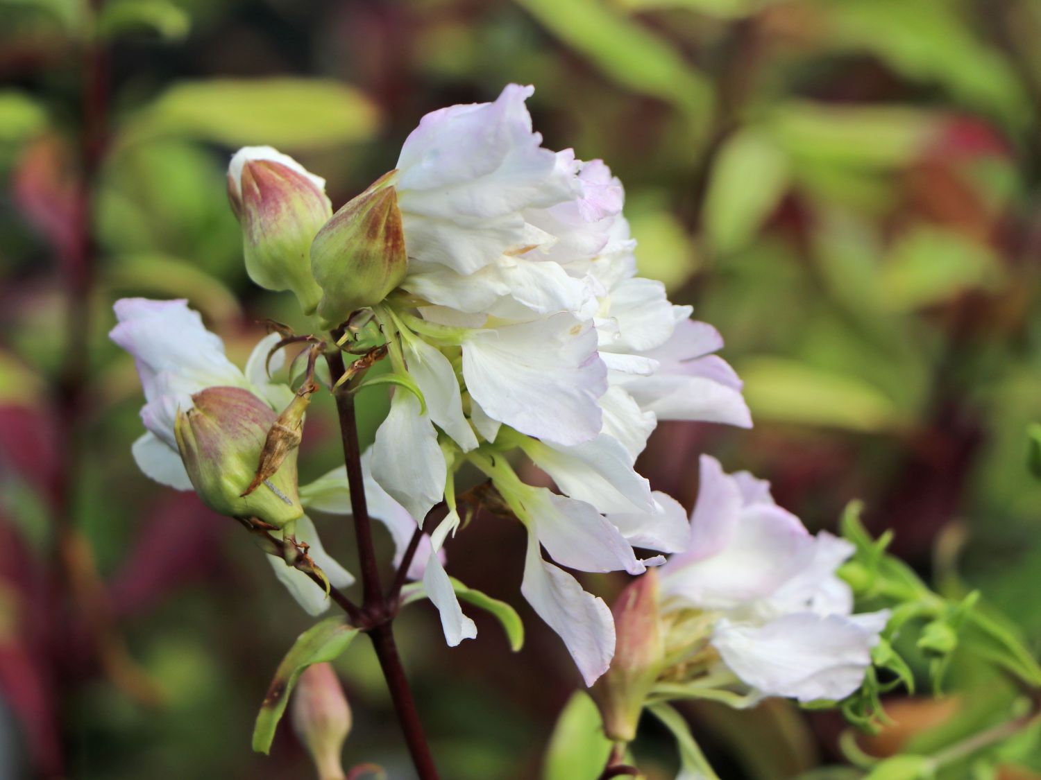 Gefülltblühendes Seifenkraut 'Alba Plena' - Saponaria officinalis 'Alba Plena'