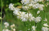 Gefüllte Akelei 'Plena White Barlow'