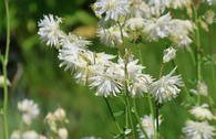 Gefüllte Akelei 'White Barlow'