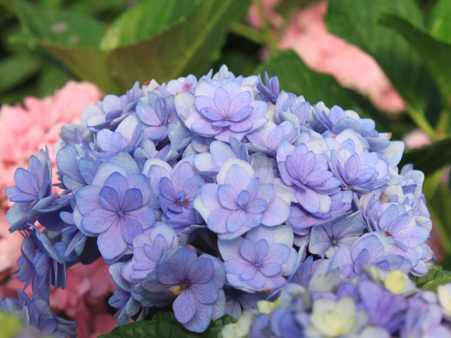 Gefüllte Ballhortensie You & Me 'Together' (Blau)