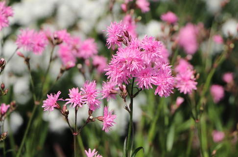 Gefülltblühende Kuckucks-Lichtnelke 'Petite Jenny' - Lychnis flos-cuculi 'Petite Jenny'