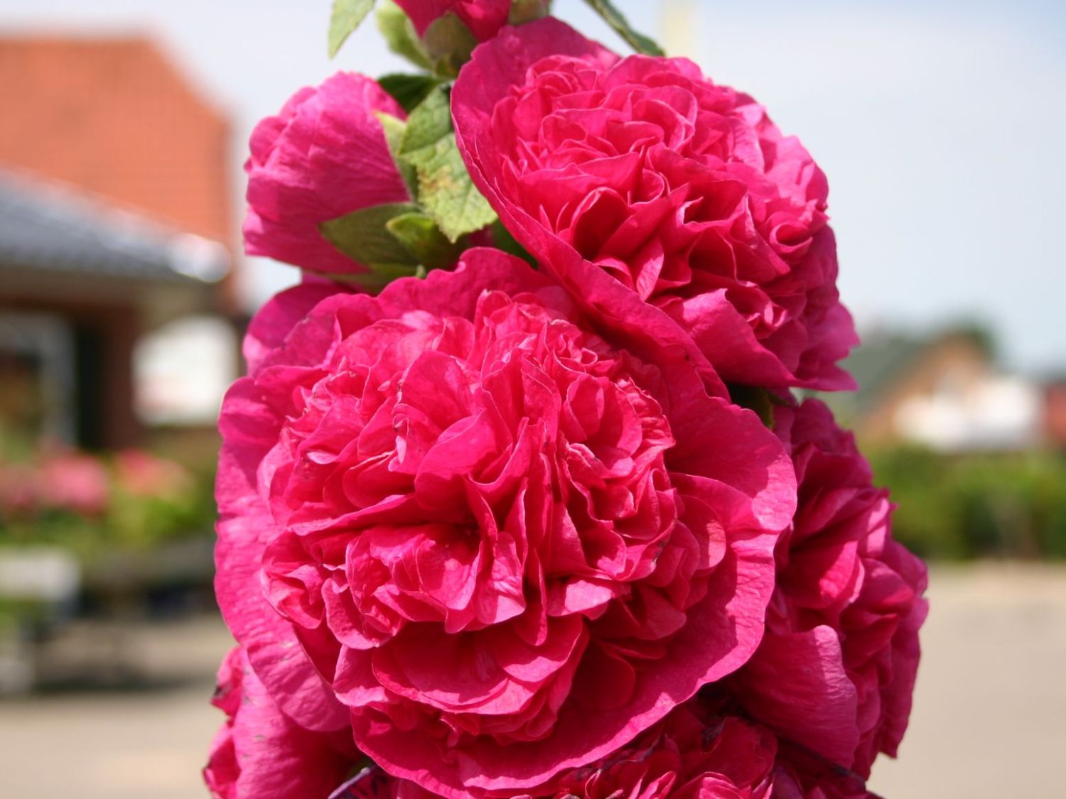 Gefülltblühende Stockrose 'Pleniflora Rot'