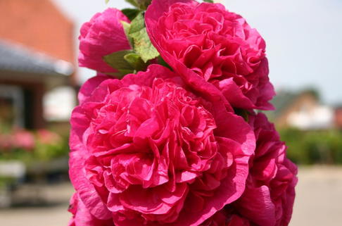 Gefülltblühende Stockrose 'Pleniflora Rot' - Alcea rosea 'Pleniflora Rot'
