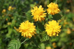 Gefüllter Ranunkelstrauch / Kerrie 'Pleniflora'