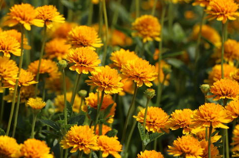 Gefülltes Sonnenauge 'Asahi' - Heliopsis helianthoides var. scabra 'Asahi'
